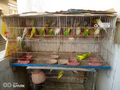 budige for sale