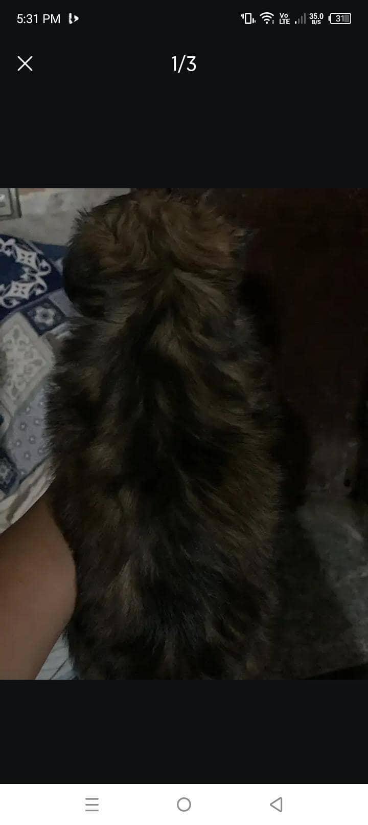 Shitzu 1
