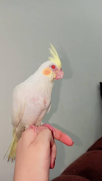 Handtame cocktail