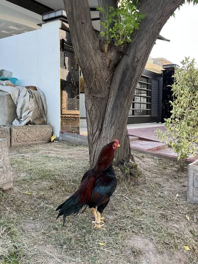 LAHKA SULTAN old bloodline