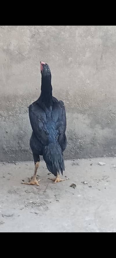 Shamo hen 03225360298