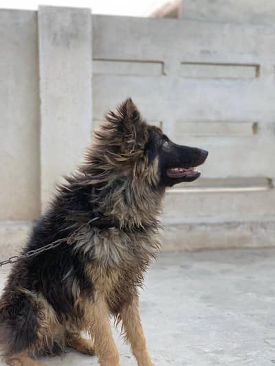 German shepherd male dog for sale