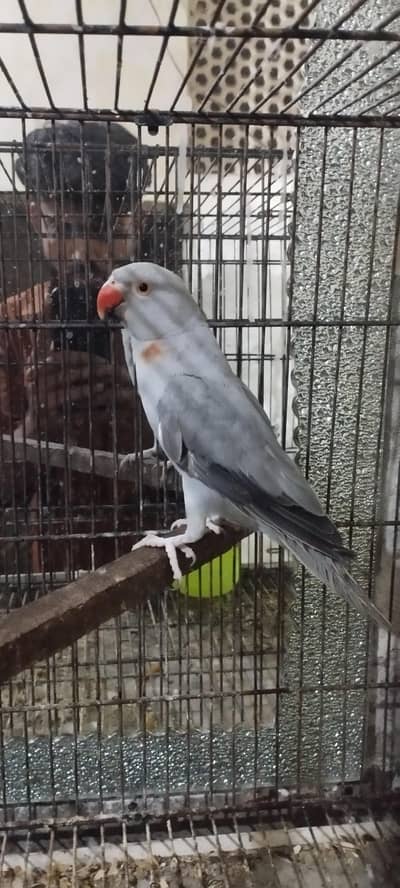 grey paroot age 2 saal nail tail ok taking b krta h marzi sy