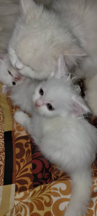 Persian kittens