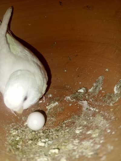 budgies breeder pair 100%