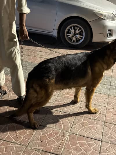 2 German Shepherd females available urgent Sale only contact Olx