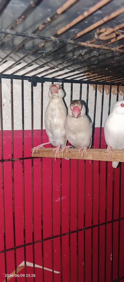 java bird