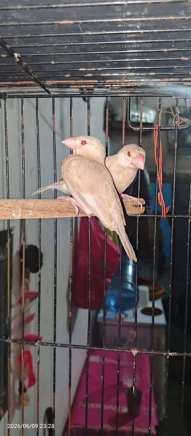 java bird 1