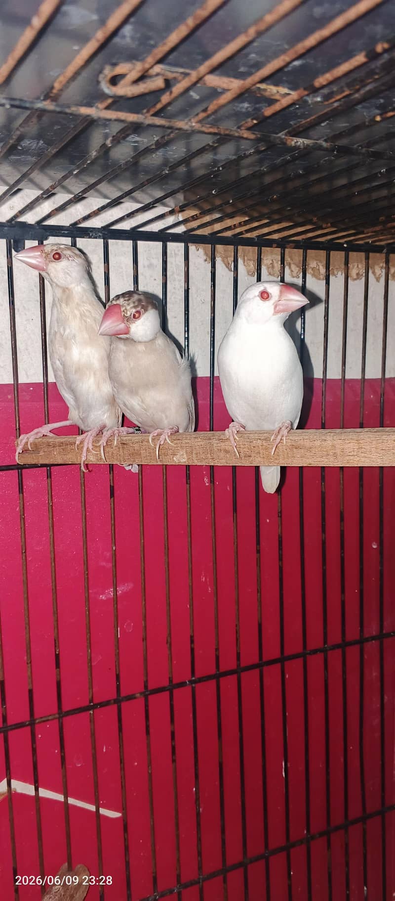 java bird 2