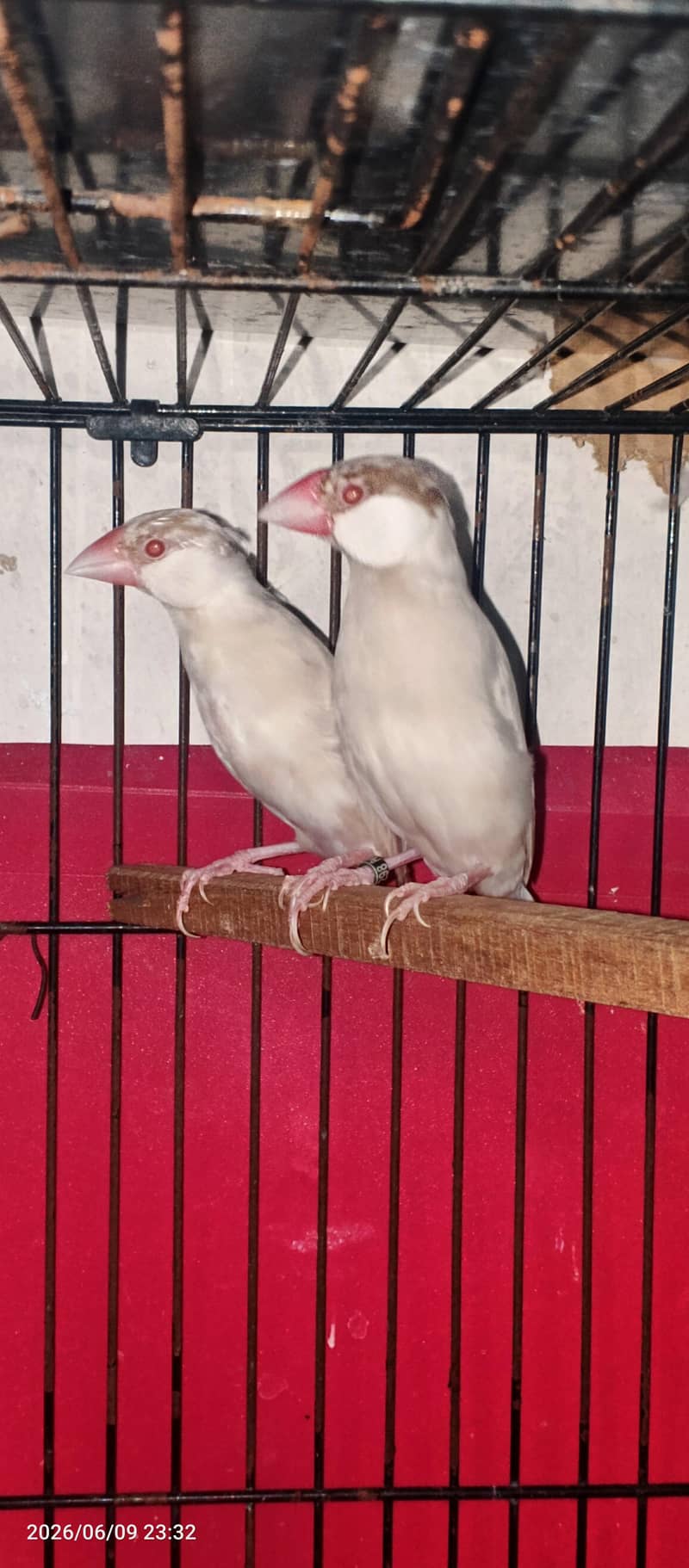 java bird 3