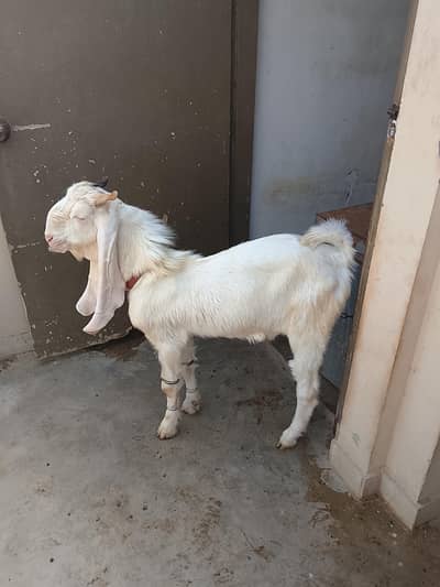gulabi goat