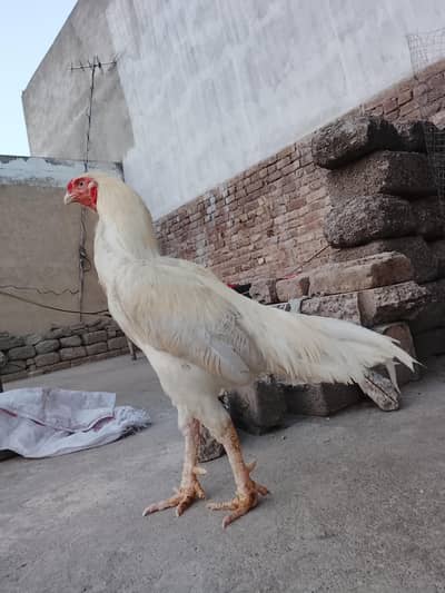 Heera aseel