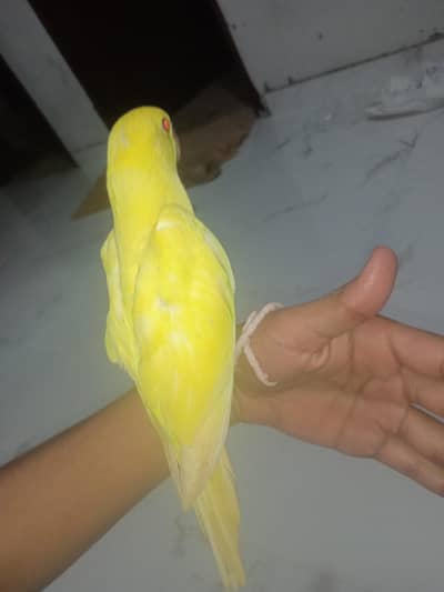 yellow ring neck patha self tame proper