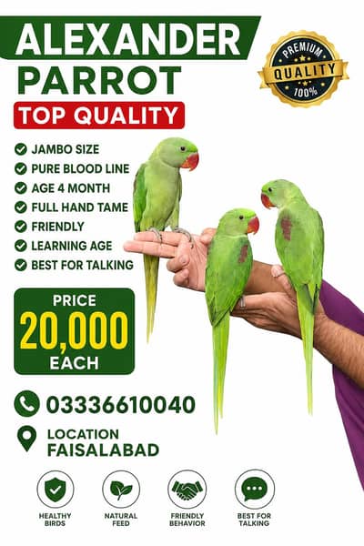 Alexander Parrot Premium Quality Birds 03336610040