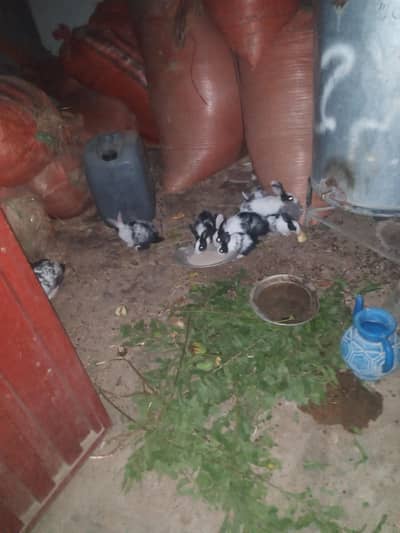 Rabbits