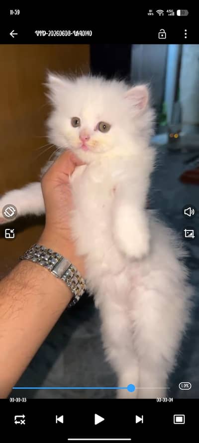 playful kitten