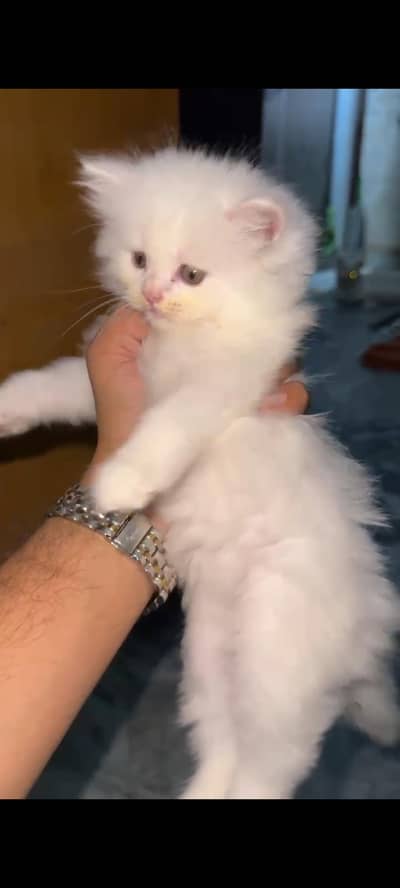 playful kitten/phone#03220172500