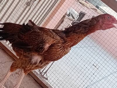 aseel patha  murgiya for sale
