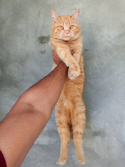 All cat's available