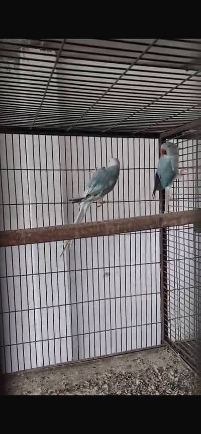 Blue CT & Yellow white RingNeck pairs