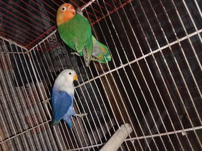 love bird breeder pair