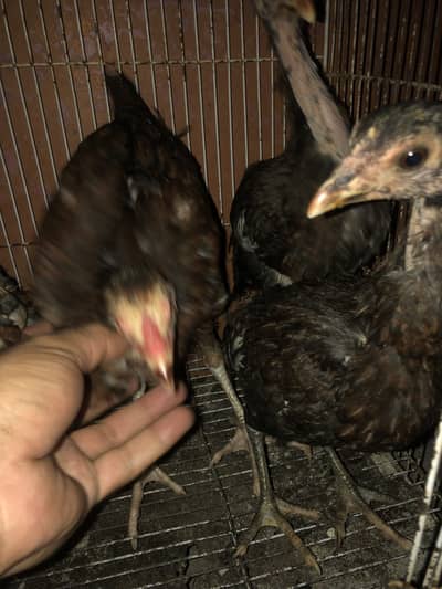 1 male 4 female