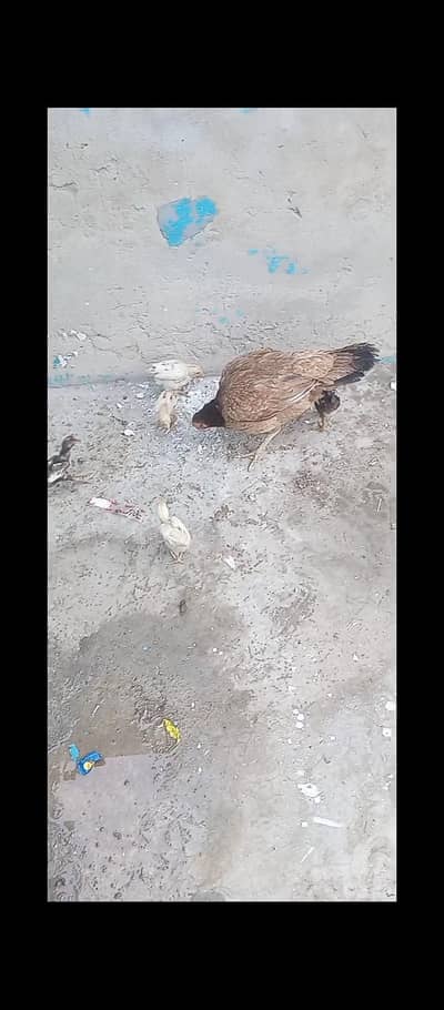 7 chicks aseel or 1 full size aseel murgy