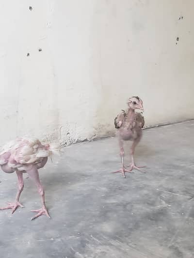 Aseel heera & Aseel sharja