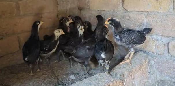 Austrolorp chicks ready for sale