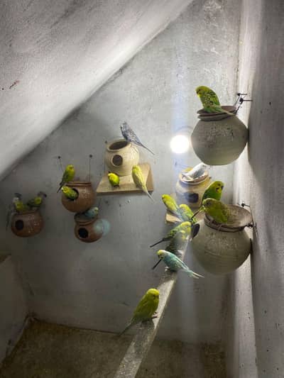 Australian Budgies for Sale 