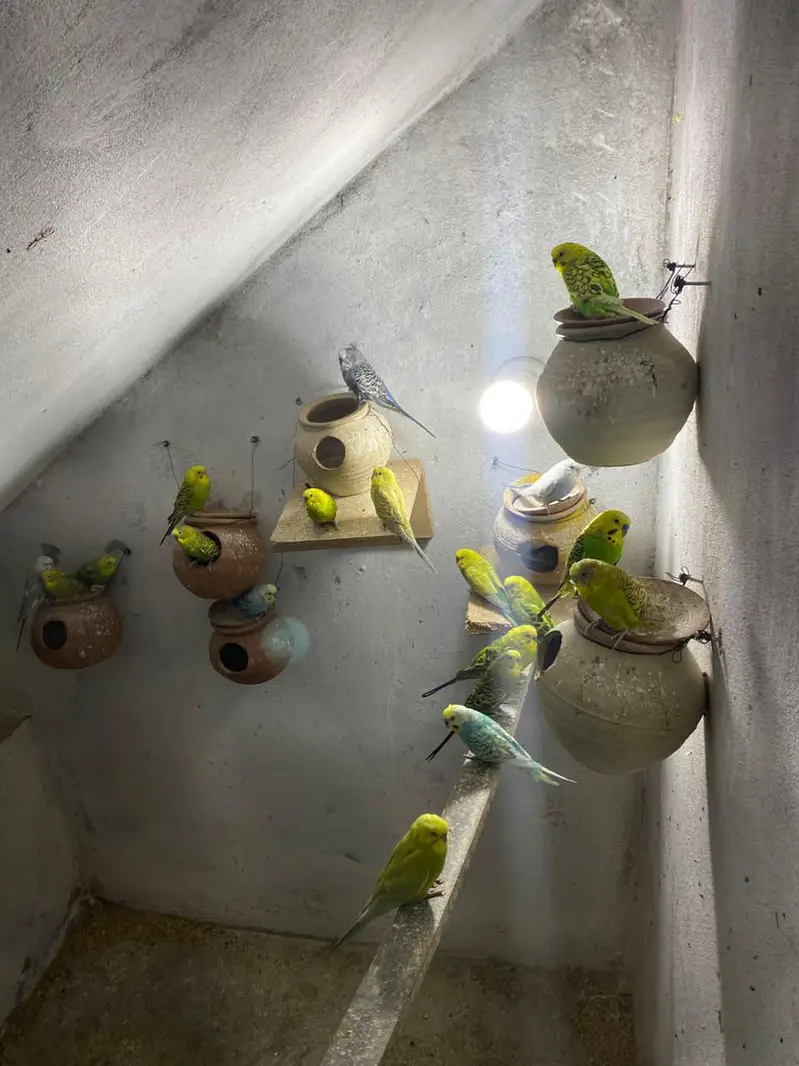 Australian  Parrots/Budgies for Sale