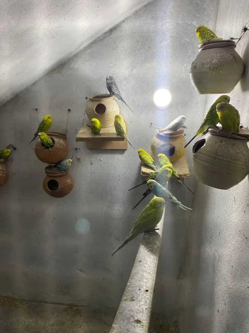 Australian  Parrots/Budgies for Sale — photo 2