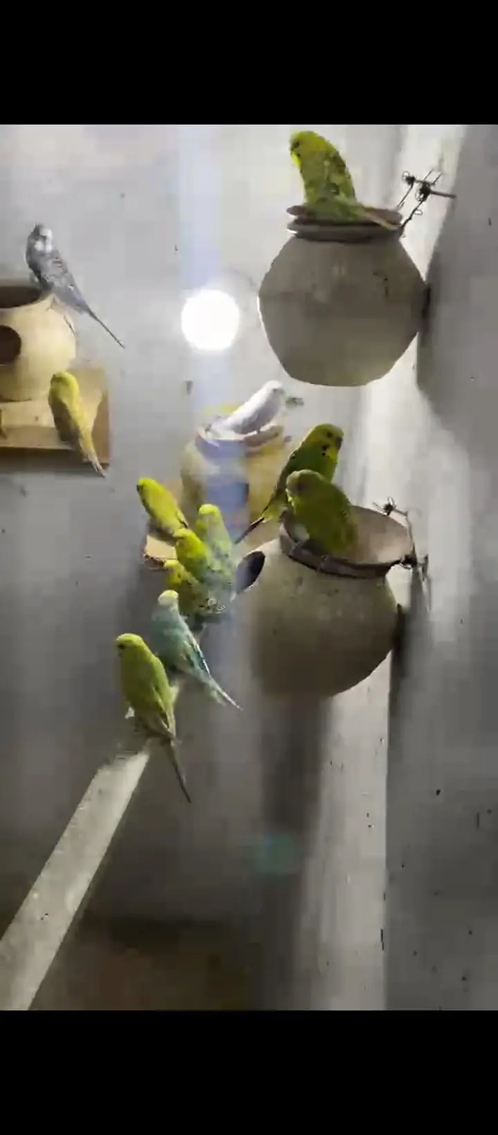 Australian  Parrots/Budgies for Sale — photo 3