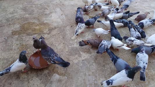 high flyer breeder setup for sale