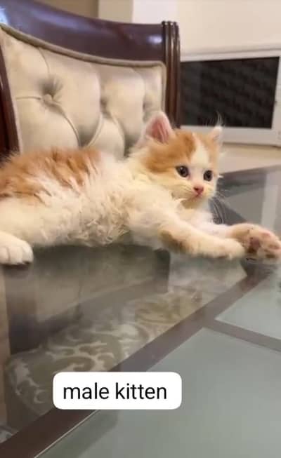 Persian Baby Cat for Sale in multan  03234102419