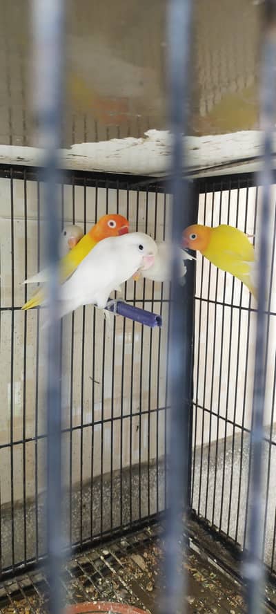 lovebirds