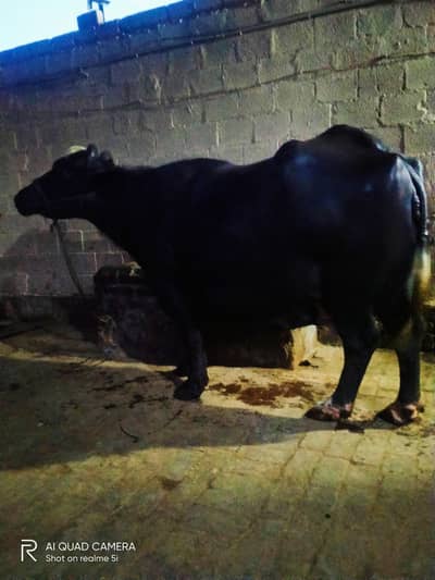 ¥Neilli bhains best quality