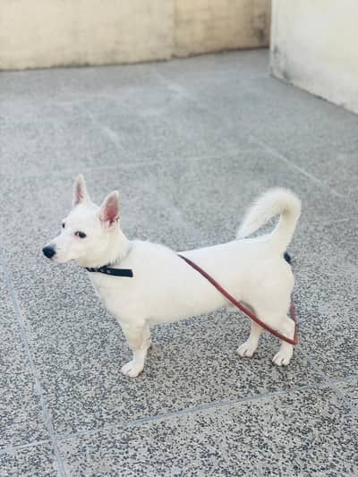 Russain puppy white color