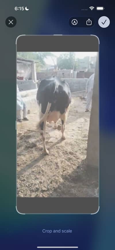 Cow for sale