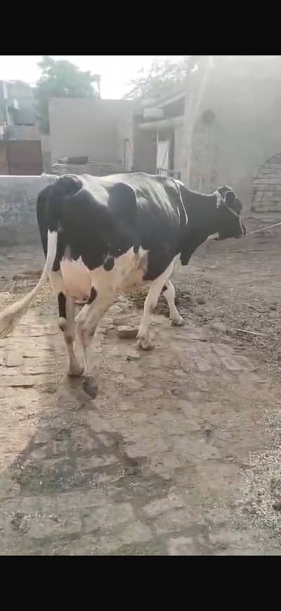 Cow for sale