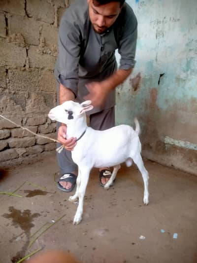 teddi gulabi bakra