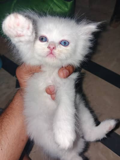 Male eyes blue  female eyes odd one blue one gray