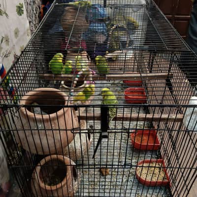 Australian parrot