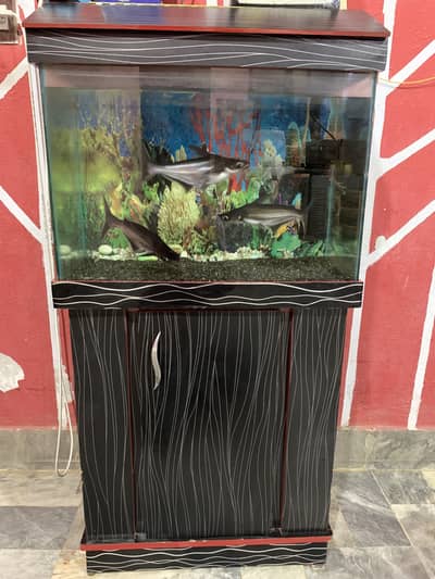 Fish Aquarium