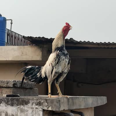 pure white khubsurat Java aseel murga prh koi zakham chot ya koi fault