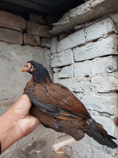 amroha aseel hen