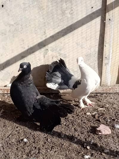 2 laky Male for sale