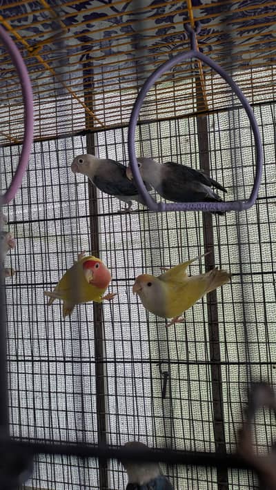 mix love birds