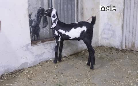 bakri or 2 bachay for sale