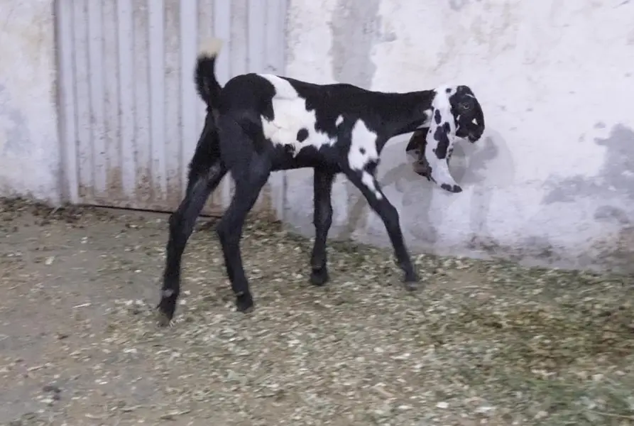 bakri or 2 bachay for sale — photo 2